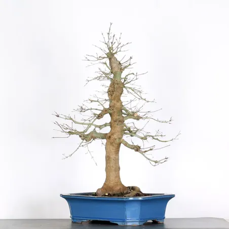 image supplémentaire - ERABLE DU JAPON "ACER...