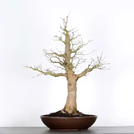 ERABLE DU JAPON "ACER PALMATUM" 5-13