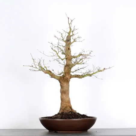image supplémentaire - ERABLE DU JAPON "ACER...