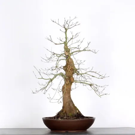 ERABLE DU JAPON "ACER PALMATUM" 5-14