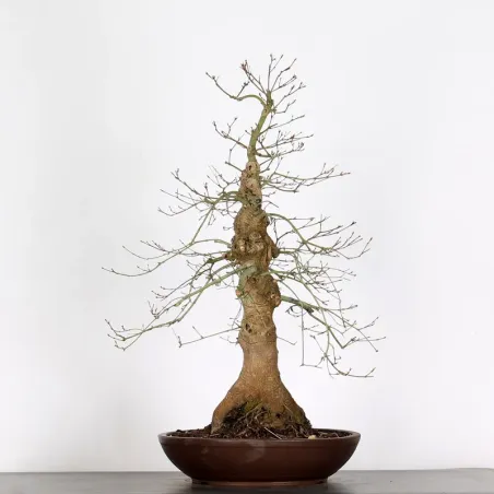 image supplémentaire - ERABLE DU JAPON "ACER...
