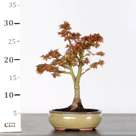 image supplémentaire - ÉRABLE DU JAPON "ACER...