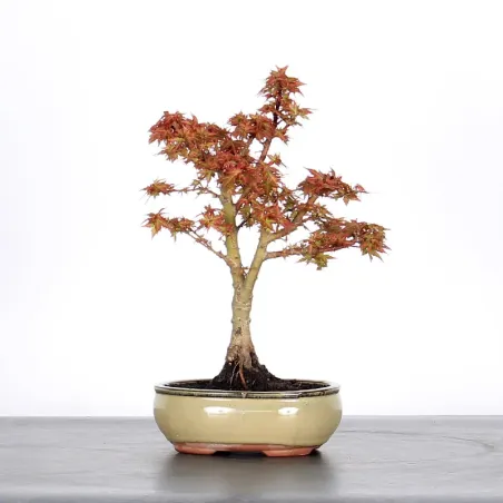 ÉRABLE DU JAPON "ACER PALMATUM KOTO HIMÉ" 1-3
