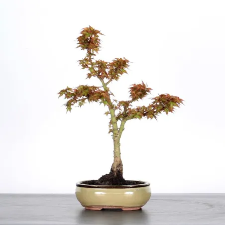 ÉRABLE DU JAPON "ACER PALMATUM KOTO HIMÉ" 1-4