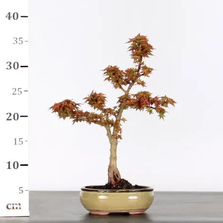 image supplémentaire - ÉRABLE DU JAPON "ACER...
