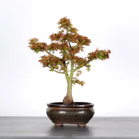 ÉRABLE DU JAPON "ACER PALMATUM KOTO HIMÉ" 1-5