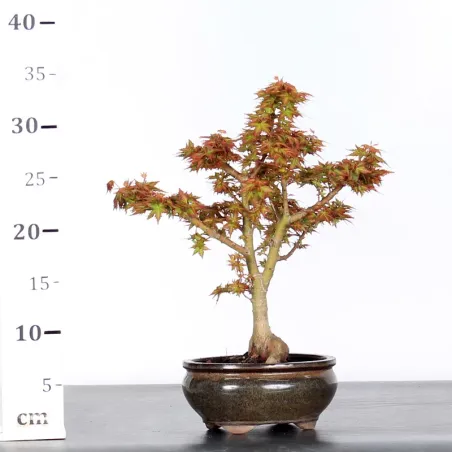 image supplémentaire - ÉRABLE DU JAPON "ACER...