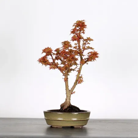 BONSAI ACER PALMATUM KOTO HIMÉ 1-6