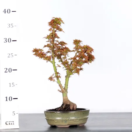image supplémentaire - BONSAI ACER PALMATUM KOTO...