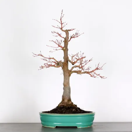 Bonsai Erable Palmatum Orange Dream APOD-1-1