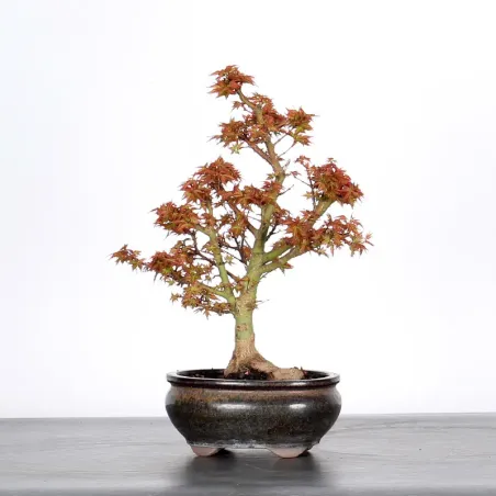 ÉRABLE DU JAPON "ACER PALMATUM KOTO HIMÉ" 1-7