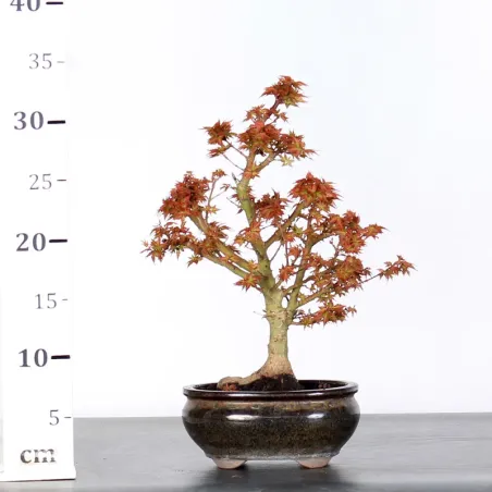 image supplémentaire - ÉRABLE DU JAPON "ACER...