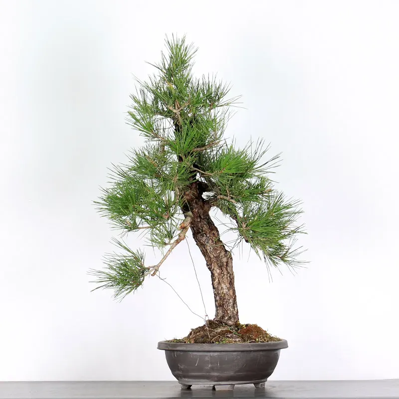 image supplémentaire - PIN NOIR "PINUS THUNBERGII"...