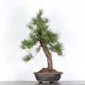 PIN NOIR "PINUS THUNBERGII" 1-9