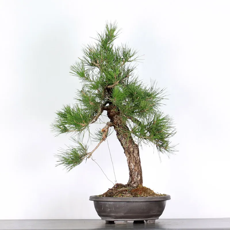 PIN NOIR "PINUS THUNBERGII" 1-9
