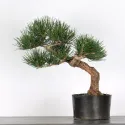 PIN NOIR "PINUS THUNBERGII" 1-13