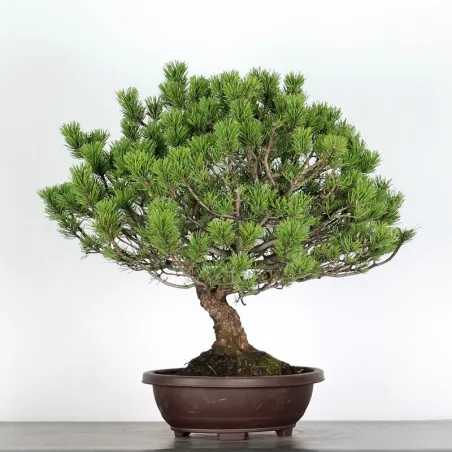 image supplémentaire - BONSAI PINUS MUGO 2-14