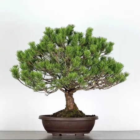BONSAI PINUS MUGO 2-14
