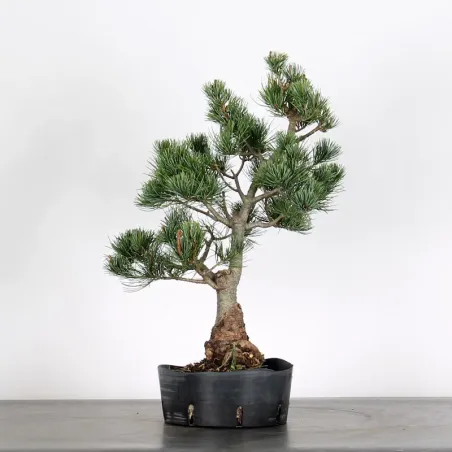 PIN BLANC DU JAPON "PINUS PENTAPHYLLA" 1-1