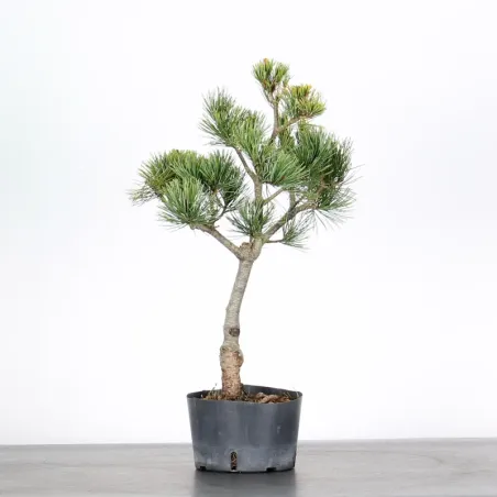 Bonsai Pin Pentaphylla PP-1-2