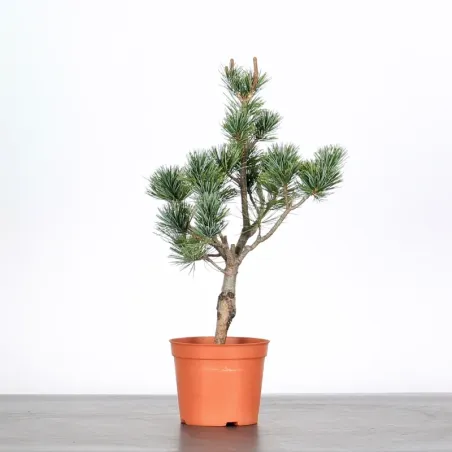 Bonsai Pin Pentaphylla PP-1-3