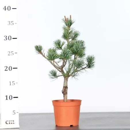 image supplémentaire - PIN BLANC DU JAPON "PINUS...