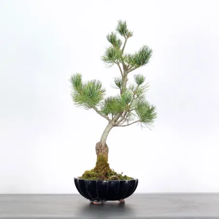 Bonsai Pin Pentaphylla PP-1-6