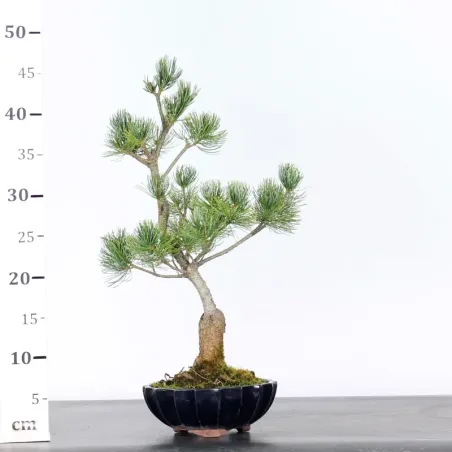 image supplémentaire - PIN BLANC DU JAPON "PINUS...