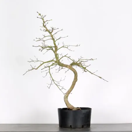 BONSAI ACER DISSECTUM ESMERALD LACE 1-7