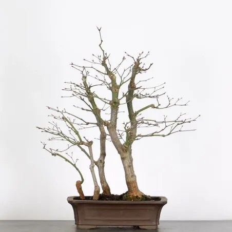 Érable "ACER ATROPURPUREUM" 2-8