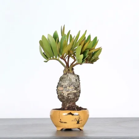 image supplémentaire - ZAMIA 1-1