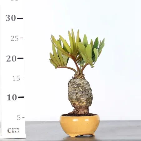 image supplémentaire - ZAMIA 1-1