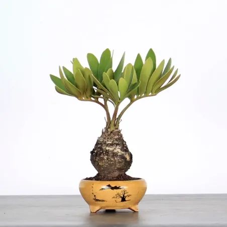image supplémentaire - ZAMIA 1-3