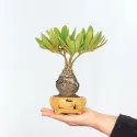 ZAMIA 1-3