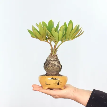 ZAMIA 1-3