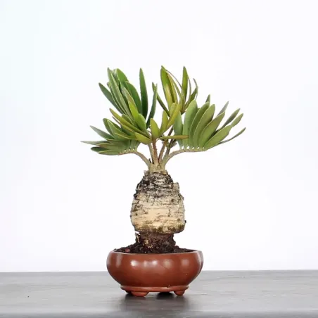 image supplémentaire - ZAMIA 1-4