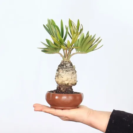 ZAMIA 1-4
