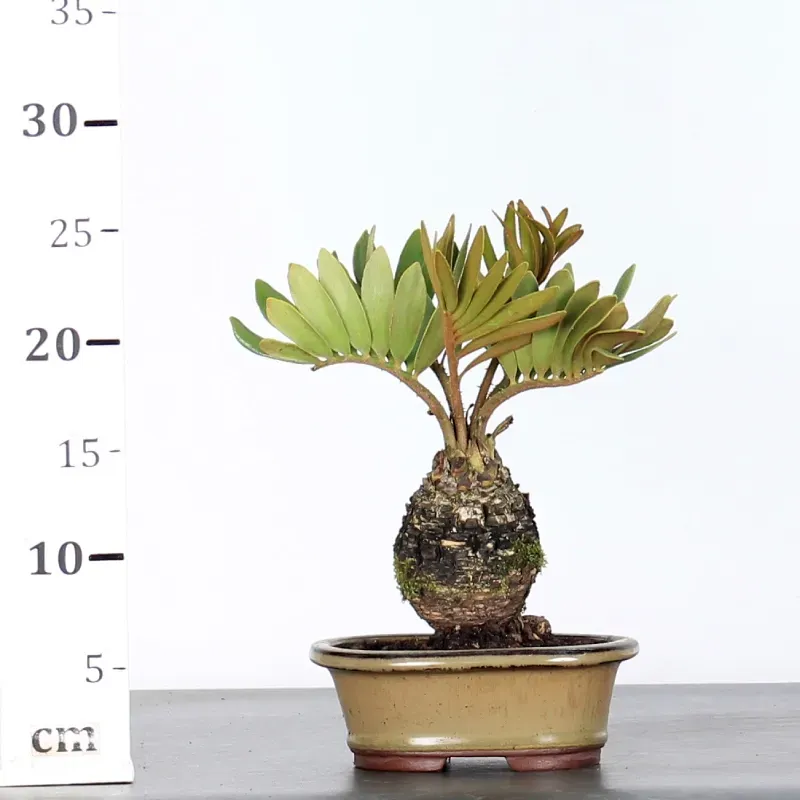 image supplémentaire - ZAMIA 1-6