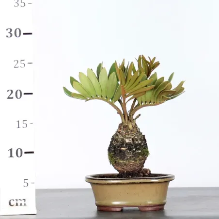 image supplémentaire - ZAMIA 1-6