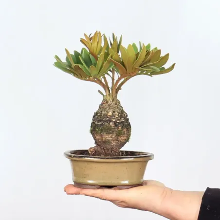 ZAMIA 1-6