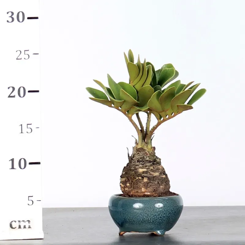 image supplémentaire - ZAMIA 1-7