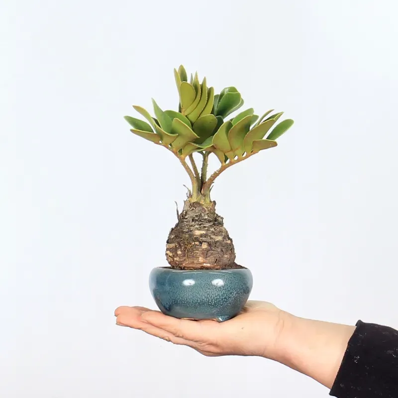 ZAMIA 1-7