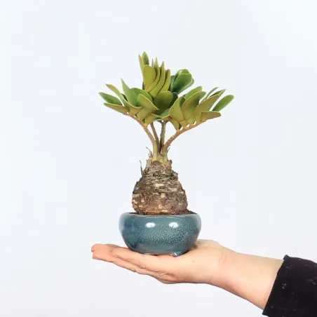ZAMIA 1-7
