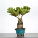 ZAMIA 1-8