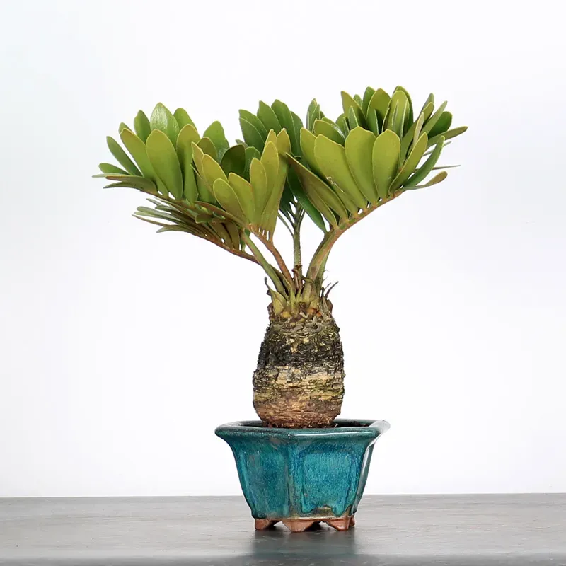 ZAMIA 1-8