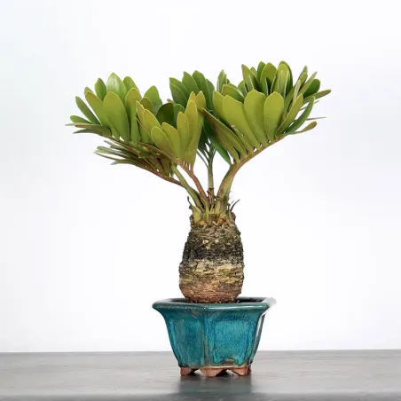 ZAMIA 1-8