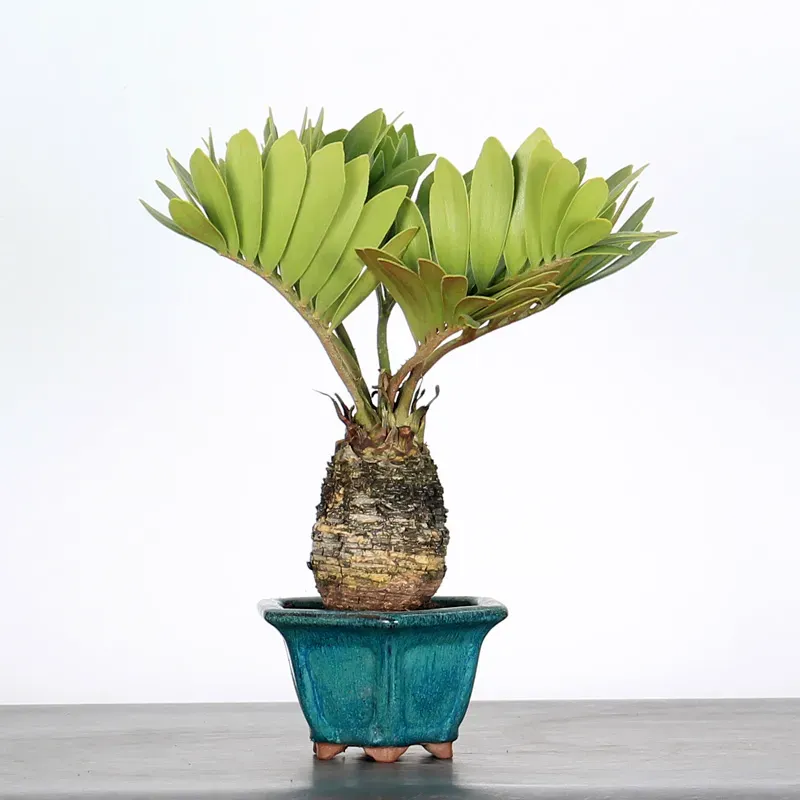 image supplémentaire - ZAMIA 1-8