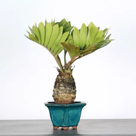 image supplémentaire - ZAMIA 1-8