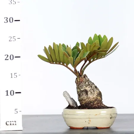 image supplémentaire - ZAMIA 1-9