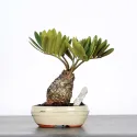 ZAMIA 1-9